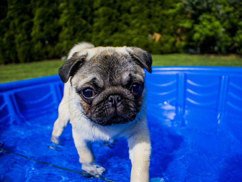 Piscine bassin pour chien